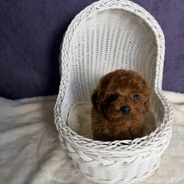 Peanut(AKC) - Red  male Poodle puppy in Moreno Valley, California from Yanni's Poodle