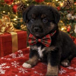 Jaime Oliver - Black tri male Miniature Australian Shepherd puppy in Queen Creek, Arizona from Arizona Aussies