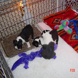 Boston Terrier Puppies from Achates Bostons