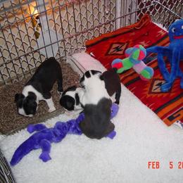 Boston Terrier Puppies from Achates Bostons
