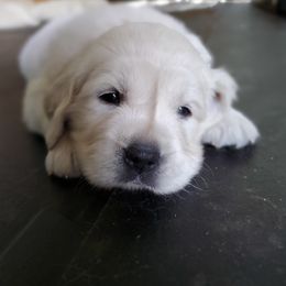 Golden Retriever Puppies from Hoekema Homestead Goldens