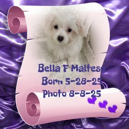 Bella - White female Maltese puppy in Silverhill, Alabama from Malteseuluv’s Tiny Treasurers