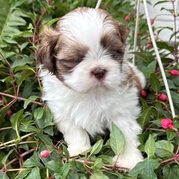 Yoshi - Sable and white Shih Tzu puppy in Carthage, Missouri from Little Lion Puppies