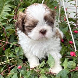 Yoshi - Sable and white Shih Tzu puppy in Carthage, Missouri from Little Lion Puppies