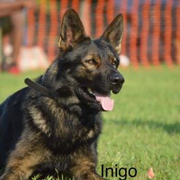 Inigo - German Shepherd