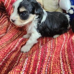 Bandit - Black & tan tri-color male Morkie puppy in The Villages, Florida from My Precious Pups
