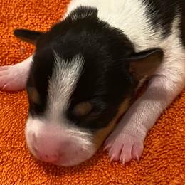 P4F - Black white and tan female Rat Terrier puppy in Groveland, Florida from Blackwood Rat Terriers (Standard)