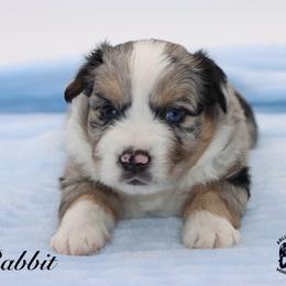 Rabbit - Blue merle male Miniature Australian Shepherd puppy in Weeki Wachee, Florida from Arlington's Mini Aussies