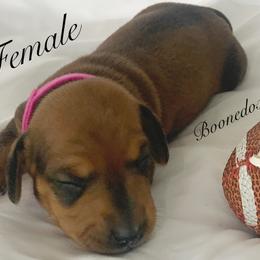 Dachshund Puppies from Marissa's Dachshunds (BooneDox Mini Dachshunds)