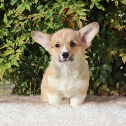 Yellow collar - Red female Pembroke Welsh Corgi puppy in Caliente, California from Rafter Cross 7