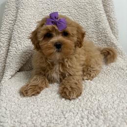 Tillie - Apricot female Maltipoo puppy in Feasterville Trevose, Pennsylvania from HMH’s Maltipoos & Cavaliers