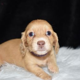 Girl 1 - Red female Dachshund puppy in Seminary, Mississippi from Down South Mavericks Dachshunds