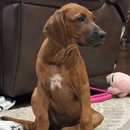 Sandy - Rd whtn blk nose female Rhodesian Ridgeback puppy in Montgomery, Texas from Timber Ridge Kennels