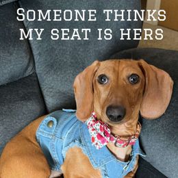 Dachshund Puppies from Mis Dachshunds’