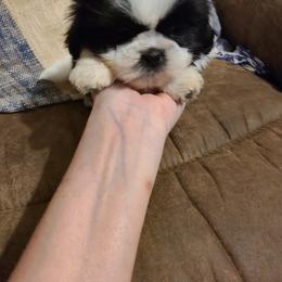Shih Tzu Puppies from Tammy's Shihtzu Shack