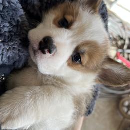 Pembroke Welsh Corgi Puppies from Enok Corgis