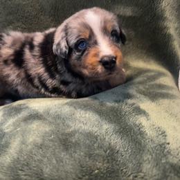 Jax - Blue merle male Australian Shepherd puppy in Mckenzie, Tennessee from Whispering Iris Aussies