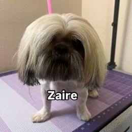 Zaire - Shih Tzu