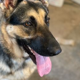 German Shepherd Puppies from Sandy’s Shepherds