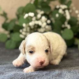 George - Blenheim male Cavapoo puppy in Norton Shores, Michigan from Dune Pack Doodles and Poodles