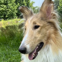 Collies from Cranford Collies
