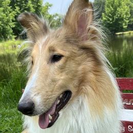 Collies from Cranford Collies
