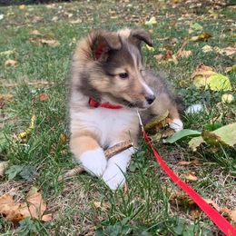 Shetland Sheepdog Puppies from Southern Charm Sheltie’s