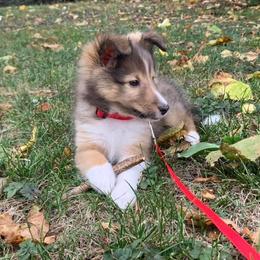 Shetland Sheepdog Puppies from Southern Charm Sheltie’s