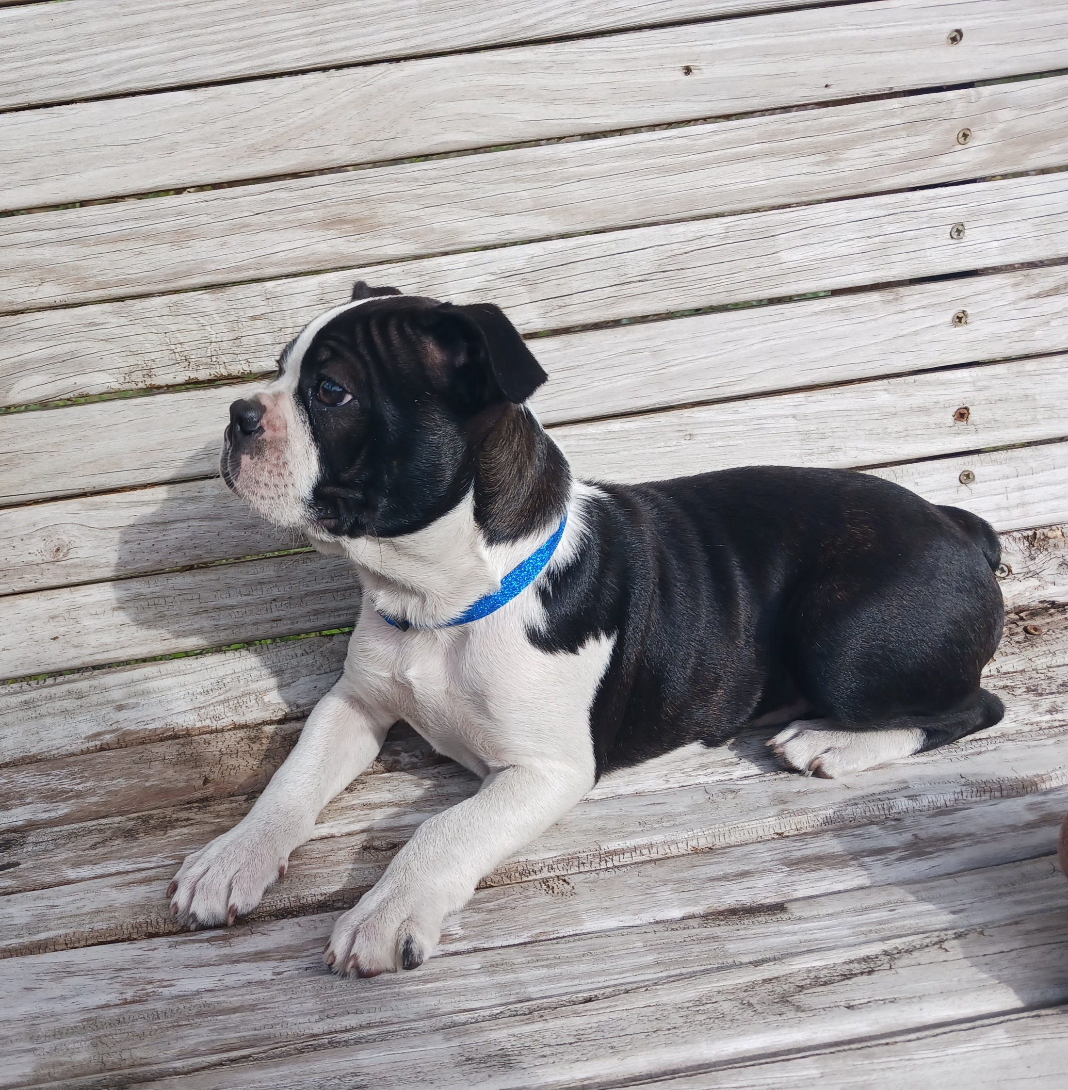 Boston Terrier Puppies from Delamorés Pups