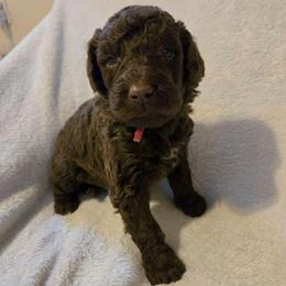 Peep - female Newfypoo puppy in Mckenzie, Tennessee from Small Town Doodles & Poodles