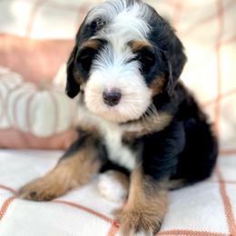 Fritter - Tri-color male Bernedoodle puppy in Waco, Texas from Blessings Pups Doodles