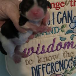 Oreo - Tri-color female Cavalier King Charles Spaniel puppy in Broken Arrow, Oklahoma from Cavalier King Charles Heartland