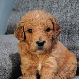 Goldendoodle Puppies from Doodles of West Chester