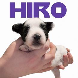 Hiro - Sable male Chinese Crested puppy in Destin, Florida from Fairy Tale Cresteds