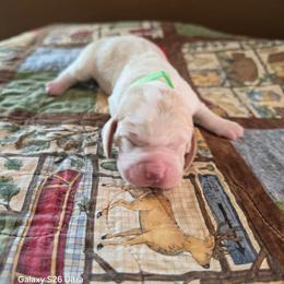 Lt Green Girl - Red and white female Basset Hound puppy in Hood River, Oregon from The Walls Hounds With Heart