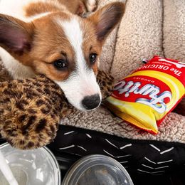 Pembroke Welsh Corgi Puppies from Dream Catcher Corgis