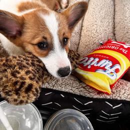 Pembroke Welsh Corgi Puppies from Dream Catcher Corgis