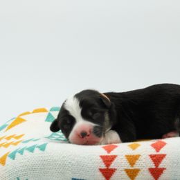 Brown Collar Male - Black and tan male Pembroke Welsh Corgi puppy in Walsh, Colorado from Wilson Ranch Corgis