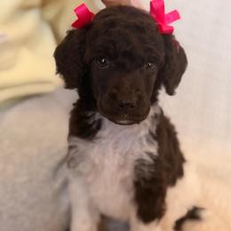 Gypsy - Parti female Poodle puppy in Lavonia, Georgia from Peach Blossom Kennels