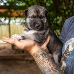 Puppy 6 - Black and white female Gerberian Shepsky puppy in Louisville, Kentucky from Arsen's Purebreds & Hybrids