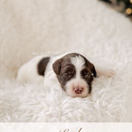 Lord - 12 Days of Christmas - Chocolate male Goldendoodle puppy in Syracuse, Indiana from The Doodle Cove