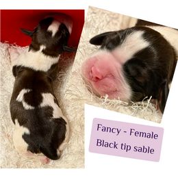 Fancy - Liver and white female English Springer Spaniel puppy in Madison, Indiana from McCollough's Pawsome Spaniels and Danny's Delightful Dachshunds