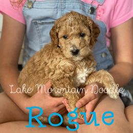 Australian Labradoodle, Double Doodle, Goldendoodle, and Labradoodle Puppies from Lake Mountain Doodle
