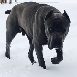 American Bullies and Cane Corso from Solid Creed Kennels