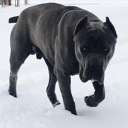 American Bullies and Cane Corso from Solid Creed Kennels
