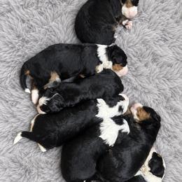 Bernedoodle puppies from Colorado Bernedoodle Babies