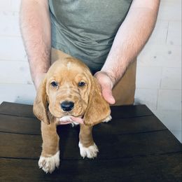 Earnie - Mahogany and white male Basset Hound puppy in Tollesboro, Kentucky from Low and Slow Bassets