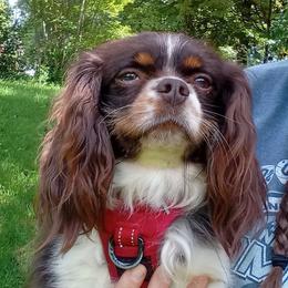 Maxx - Cavalier King Charles Spaniel