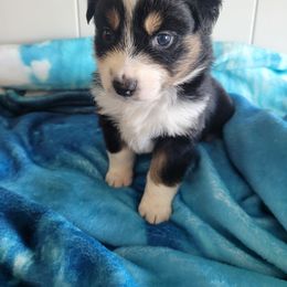 Australian Shepherd Puppies from Triple M Aussies