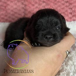 HOLD AKC CRACKLE - Black male Pomeranian puppy in Watkins Glen, New York from Wicked Spirits Pomeranians